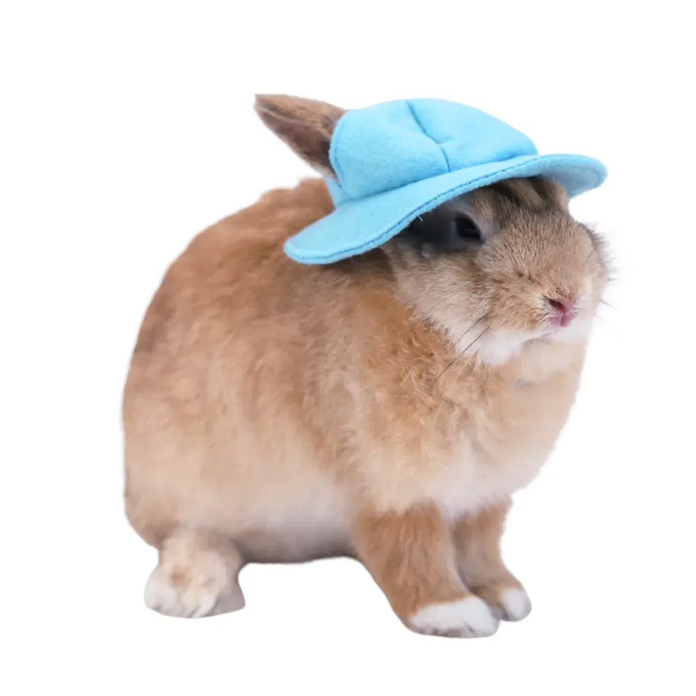 Easy to Wear and Remove: Simple to put on and take off, ensuring no stress for your pet during dress-up time.