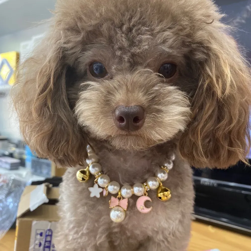 Built-in Bell: Equipped with a cute bell, this necklace allows you to keep track of your pet while also providing a playful sound that will catch your pet’s attention.