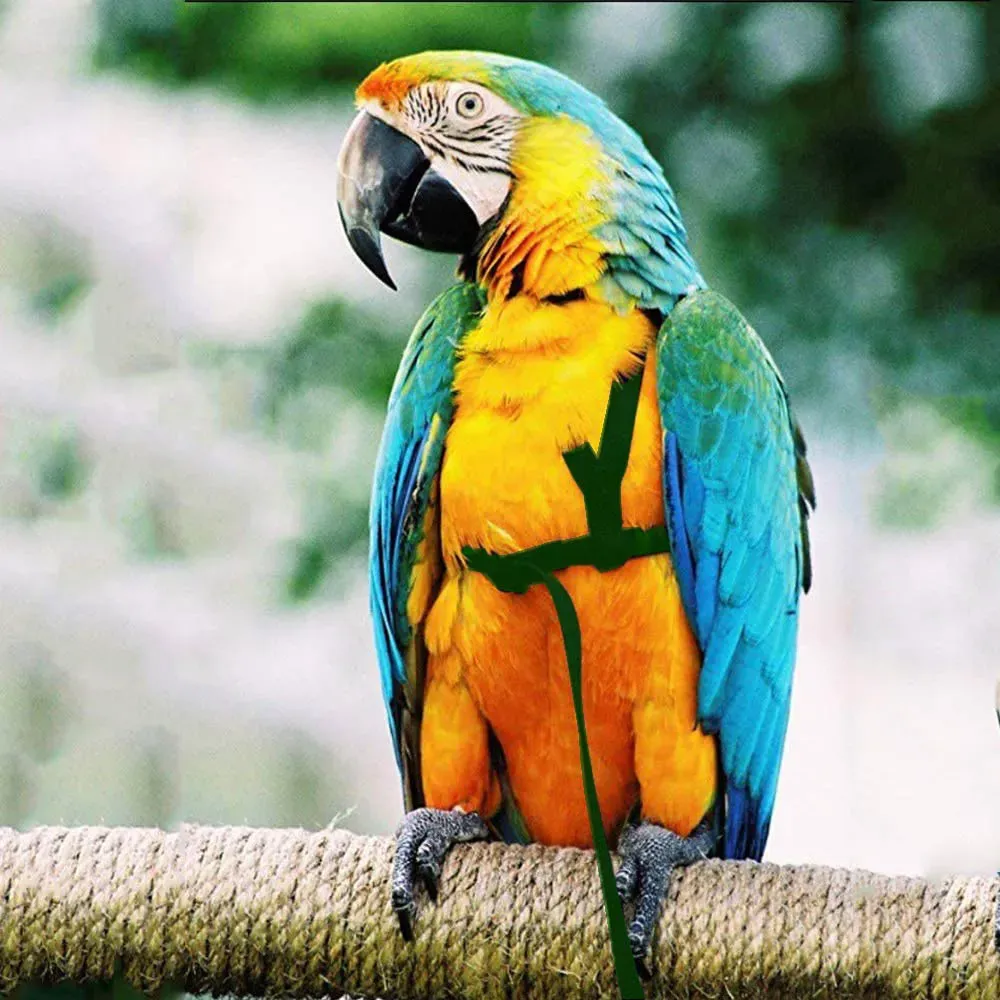 Bird Harness and Leash