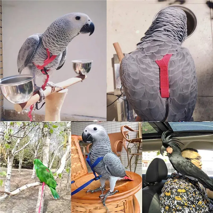 Bird Harness and Leash Set