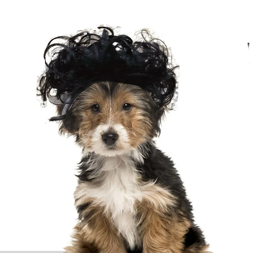 Cute and playful curly wig for dogs, great for Halloween costumes and themed events.