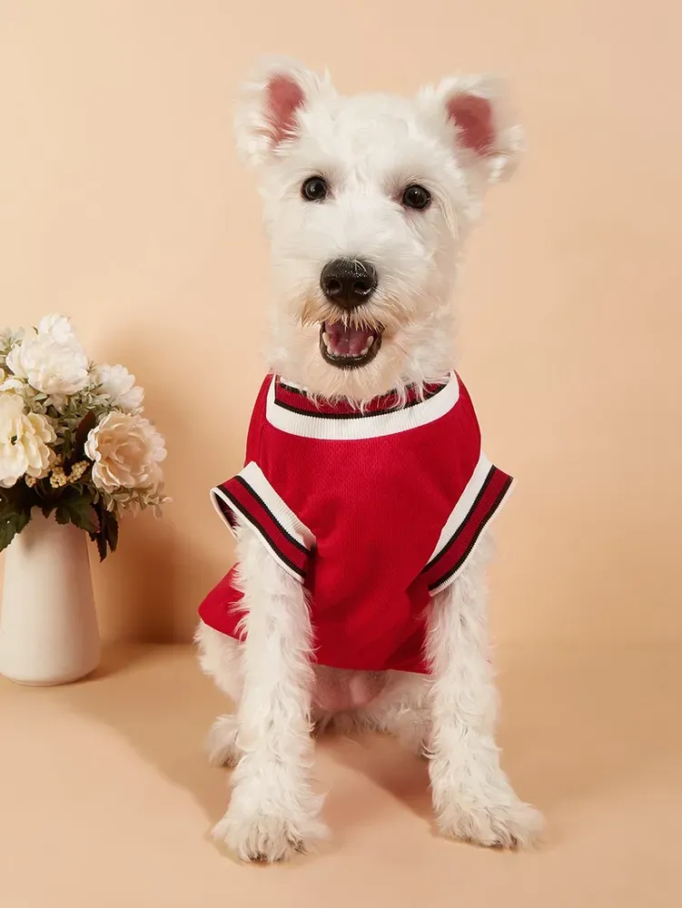 Comfortable and breathable summer pet clothing for active dogs.