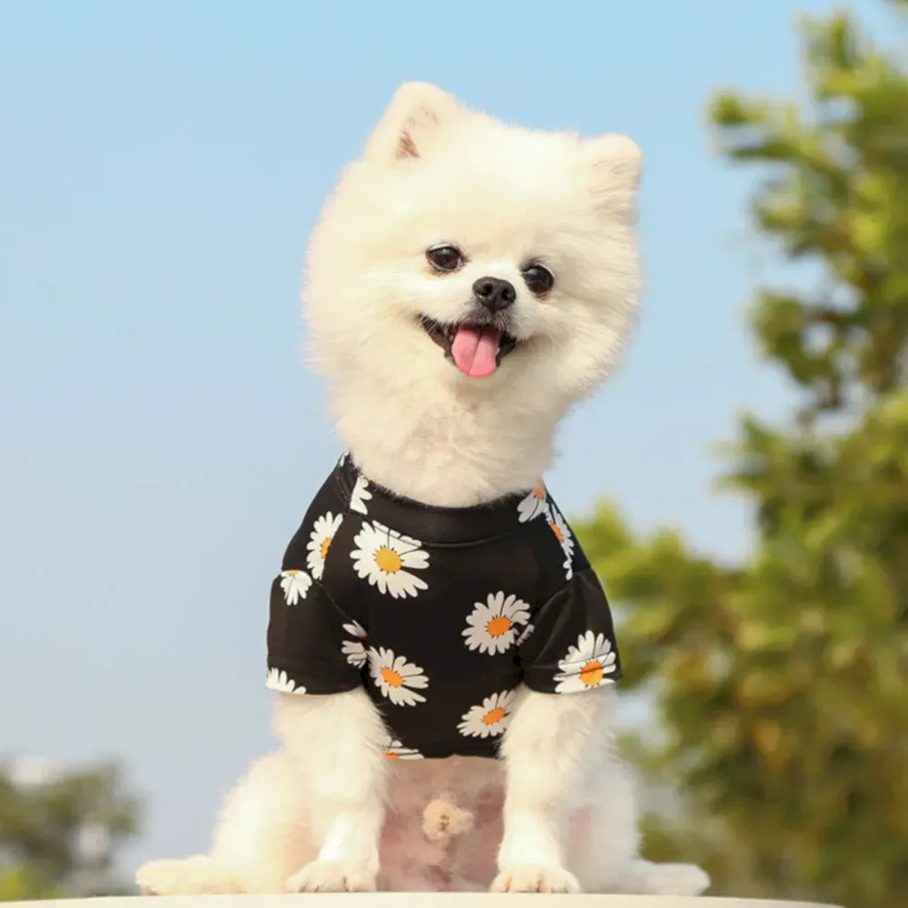 summer dog outfits