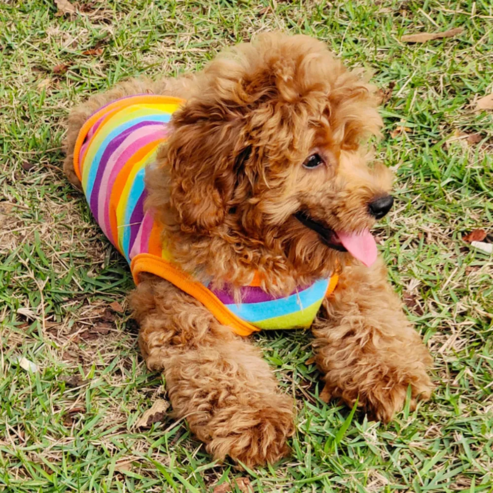 Breathable Colorful Rainbow Vest for Dogs and Cats (8) Stylish and playful rainbow design that makes pets stand out.