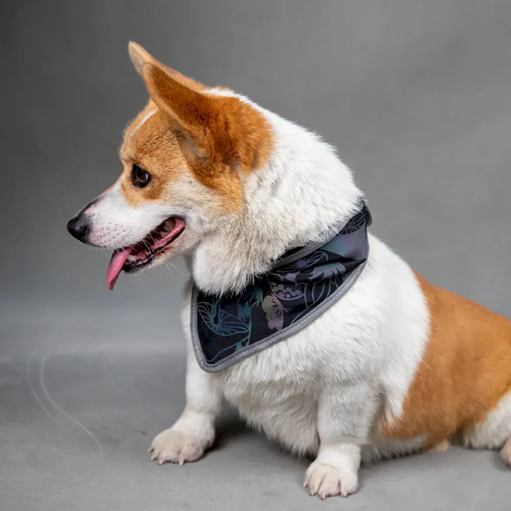 Pet Supplies for Resellers