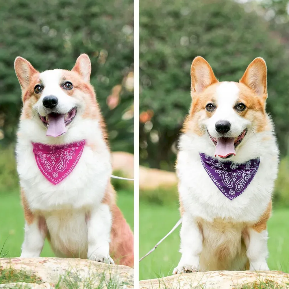Pet Collar with Polyester Strap