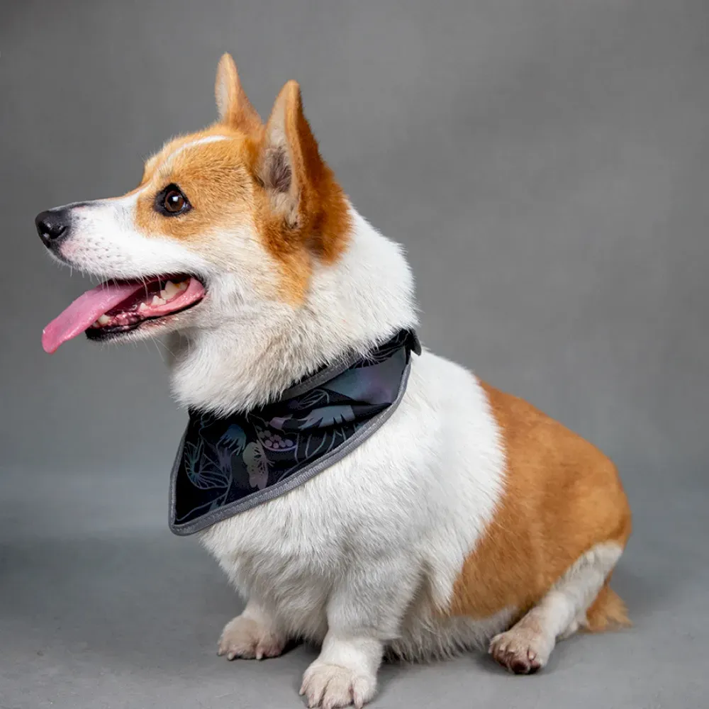 Functional Pet Collars