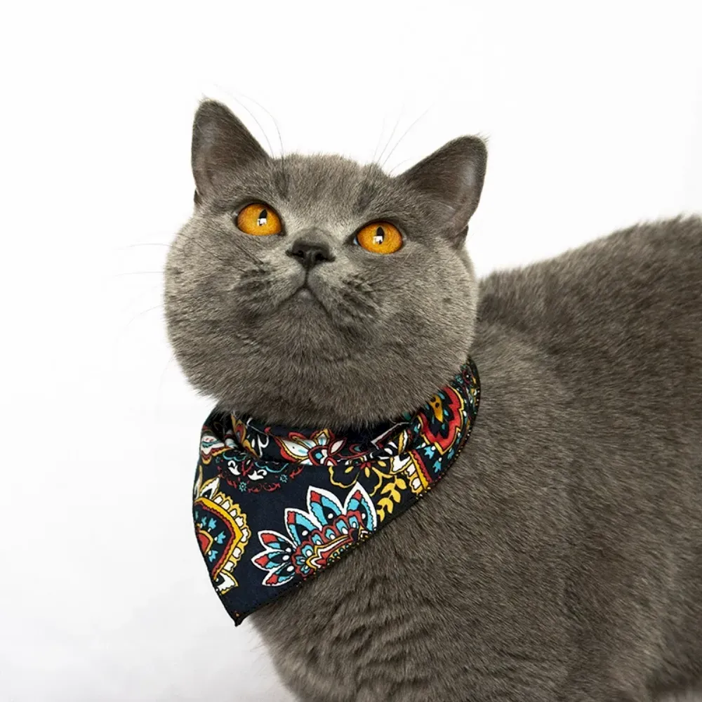 Everyday Pet Collars