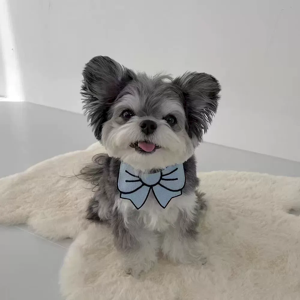 Spring Pet Accessories