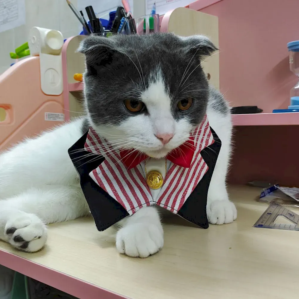 Functional Pet Collars