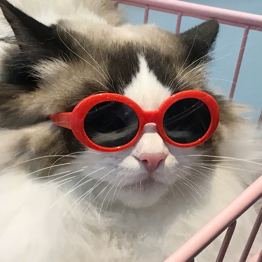 Round frame pet glasses Pet styling prop