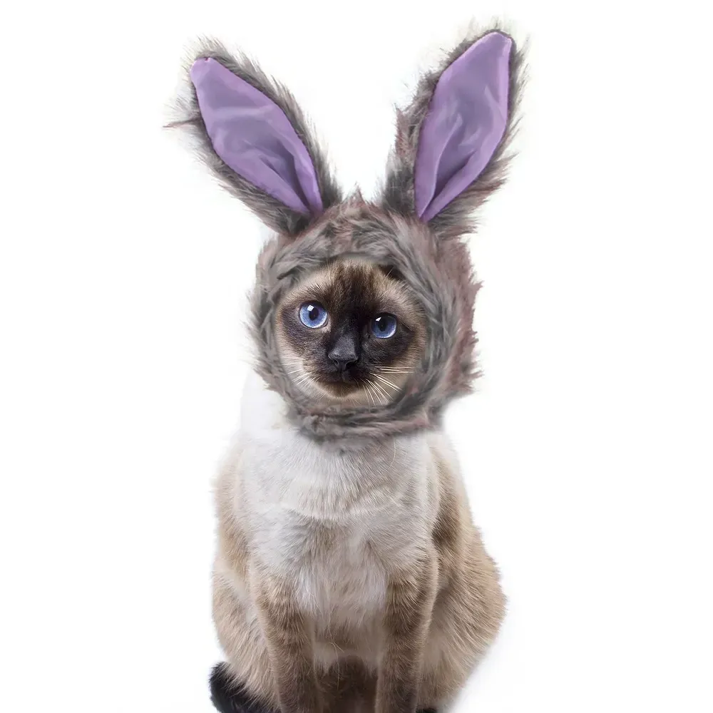 Pet bunny hat Creative pet fashion