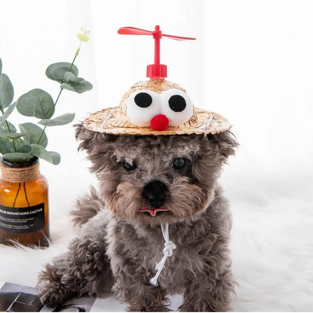 Playful pet headwear