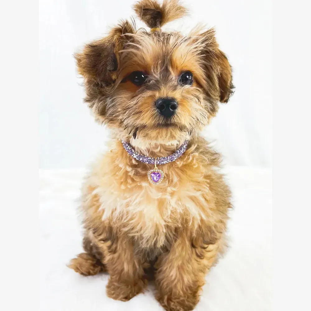 Stylish pet charm necklace