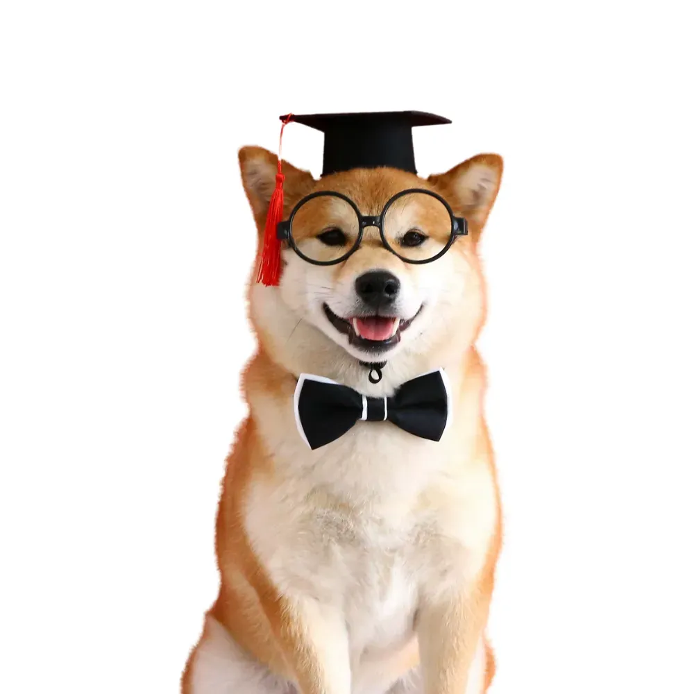 Pet celebration outfit