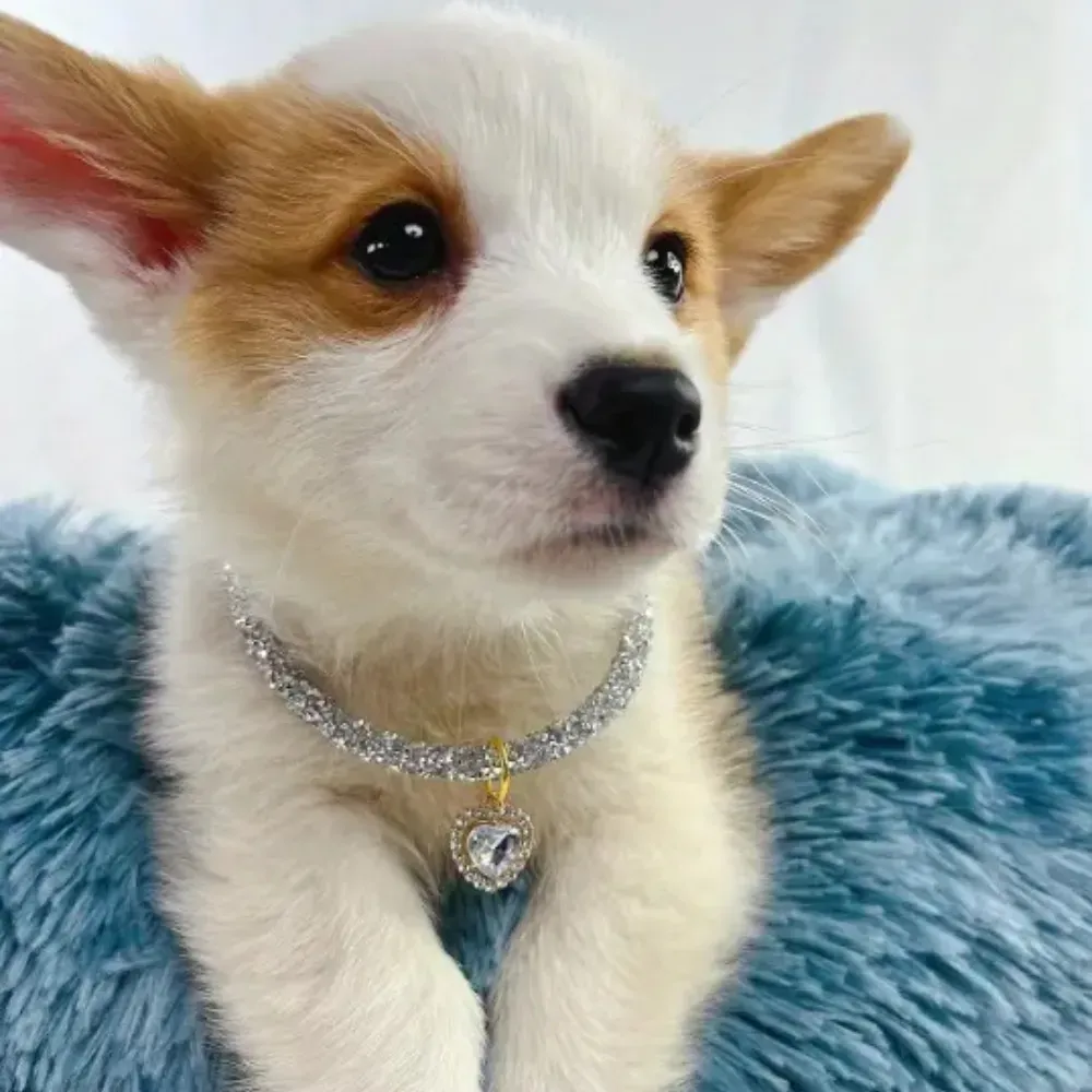 Sparkling pet collar