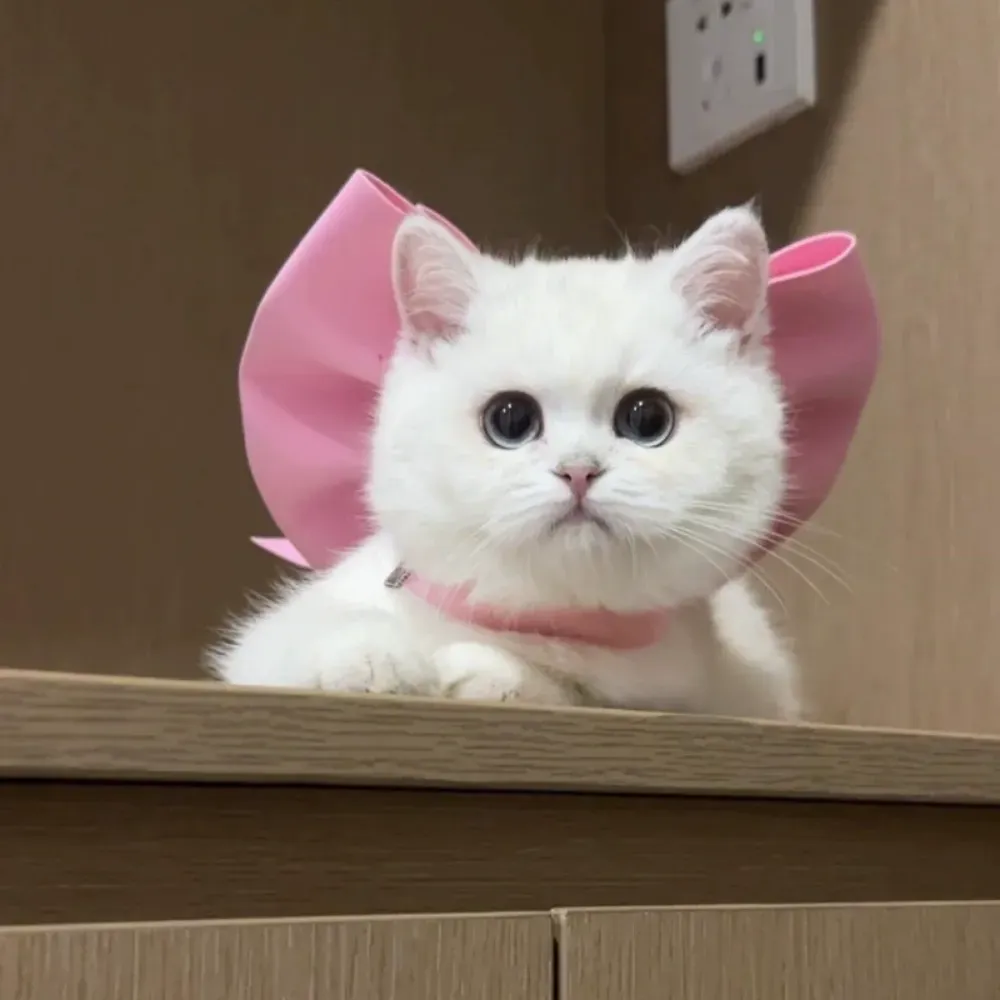 Pet fashion collection