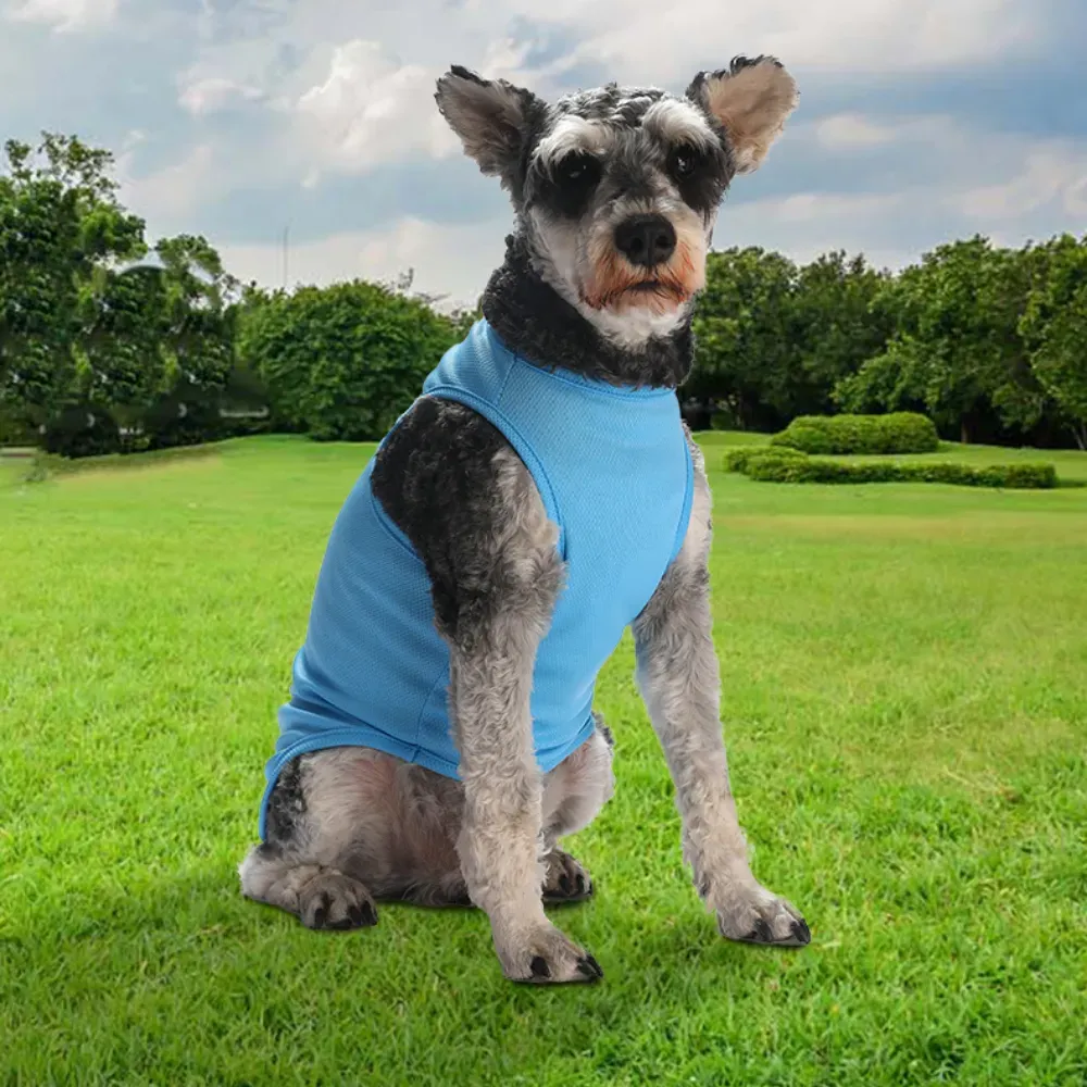 stylish pet apparel