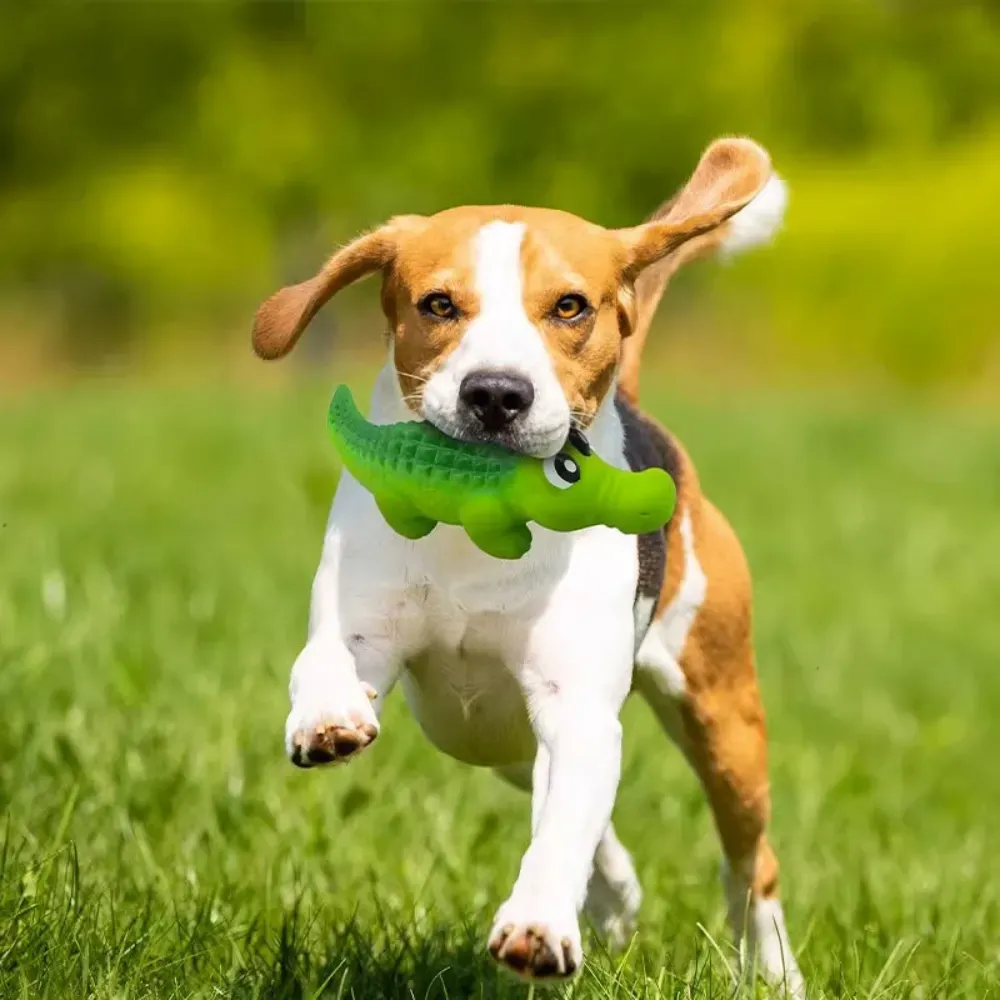 Wholesale Latex Dog Toys Wholesale Latex Dog Toys