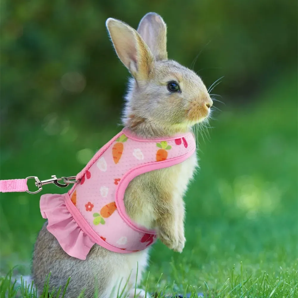 Polyester and Nylon Harness