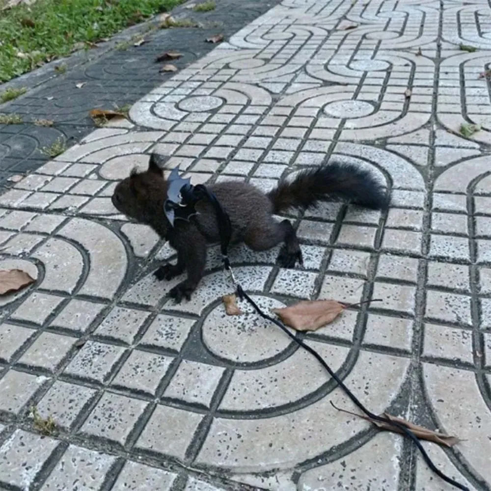 Pet Traction Leash