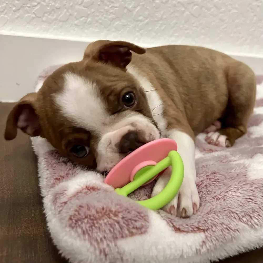 Durable Silicone Cactus-Shaped Dog Chew Toy for Teeth Cleaning Dogs Durable Silicone Cactus-Shaped Dog Chew Toy for Teeth Cleaning