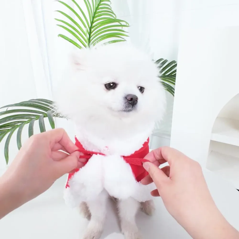 Pet Winter Outfit