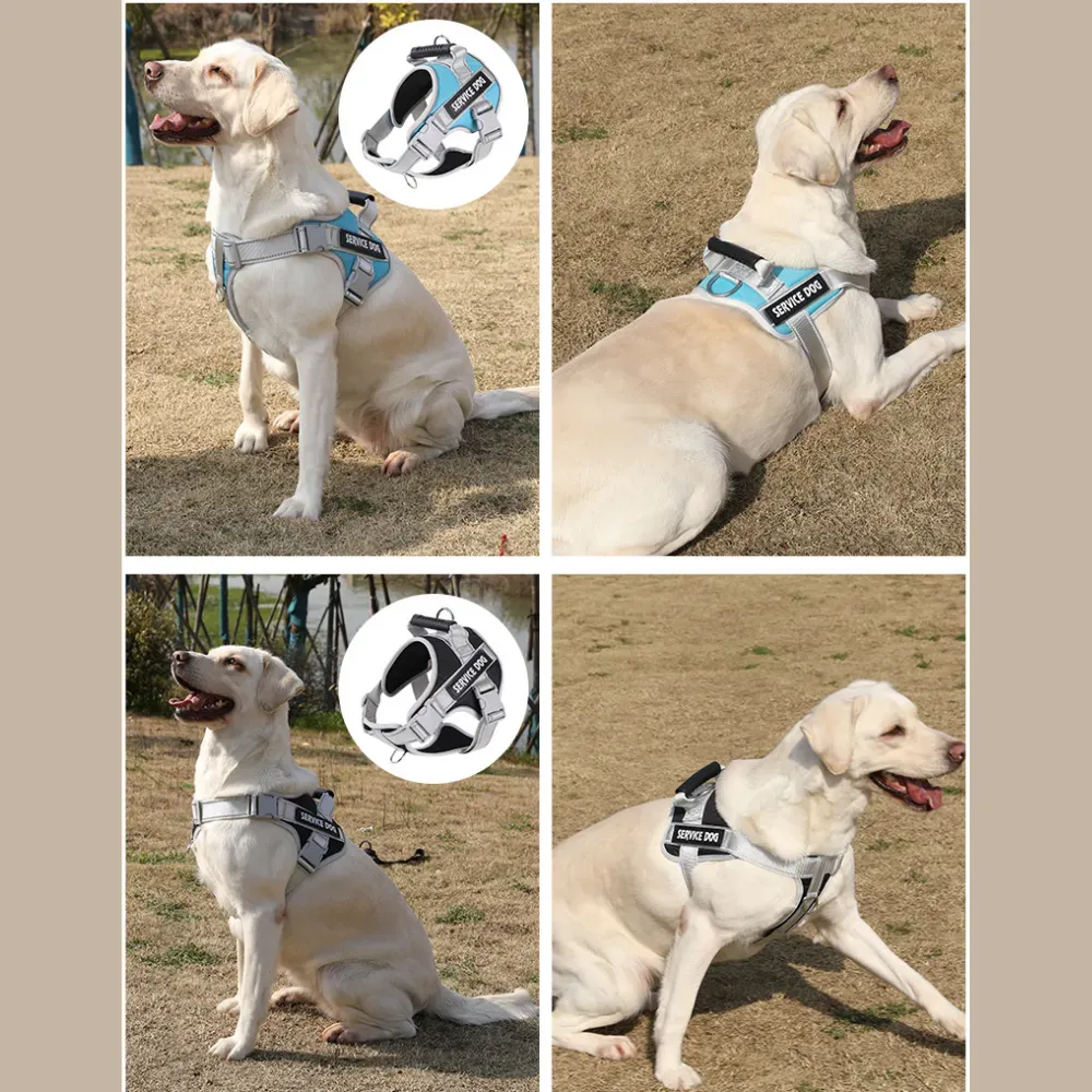 dog harness for daily walks