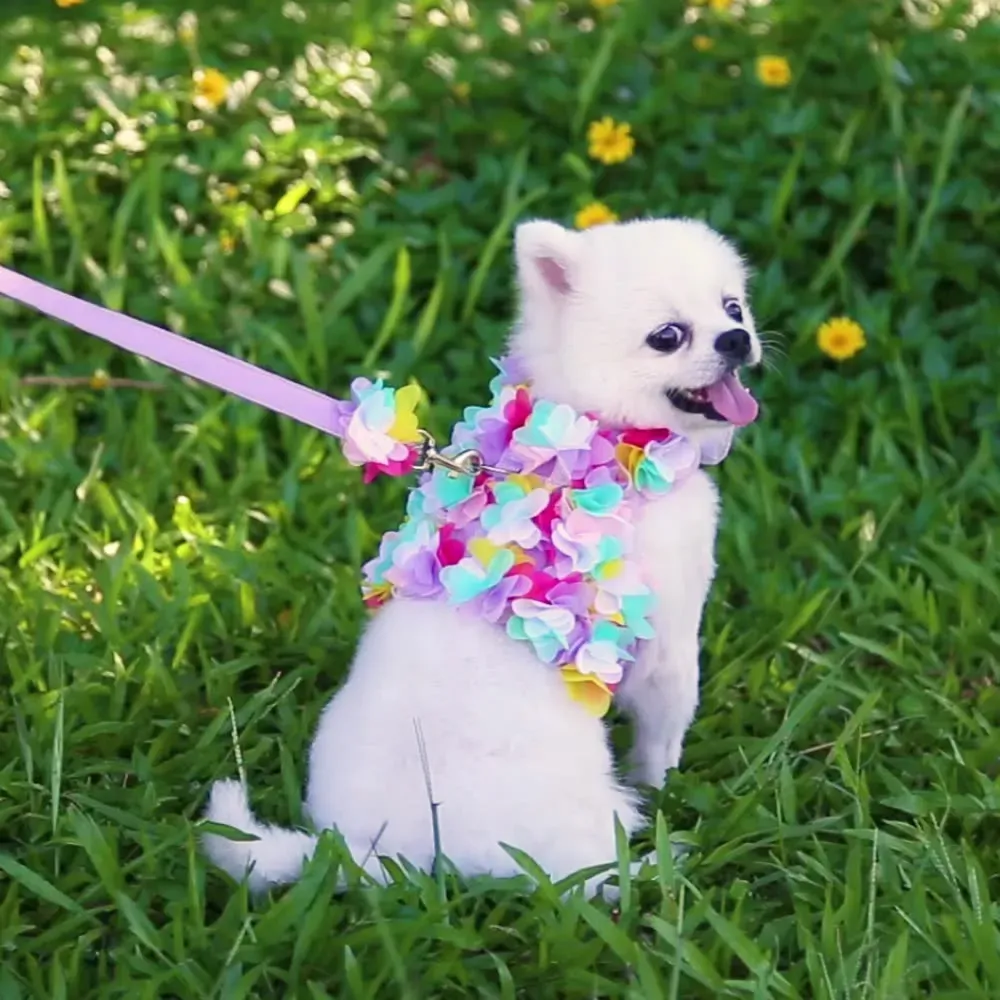 stylish pet harness