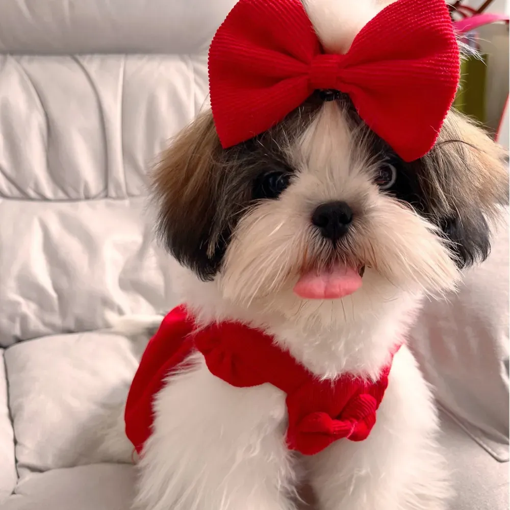 High-quality materials and sturdy construction allow for repeated use, meeting standards for premium pet wear.
