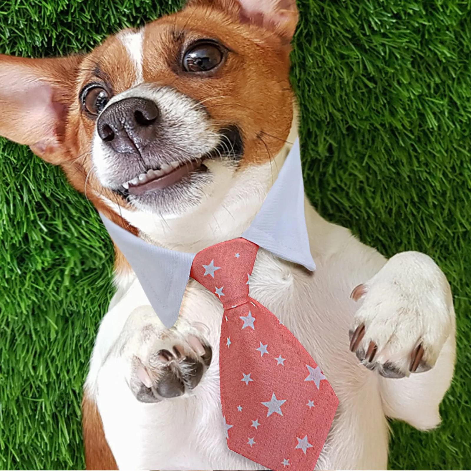 star pet collar