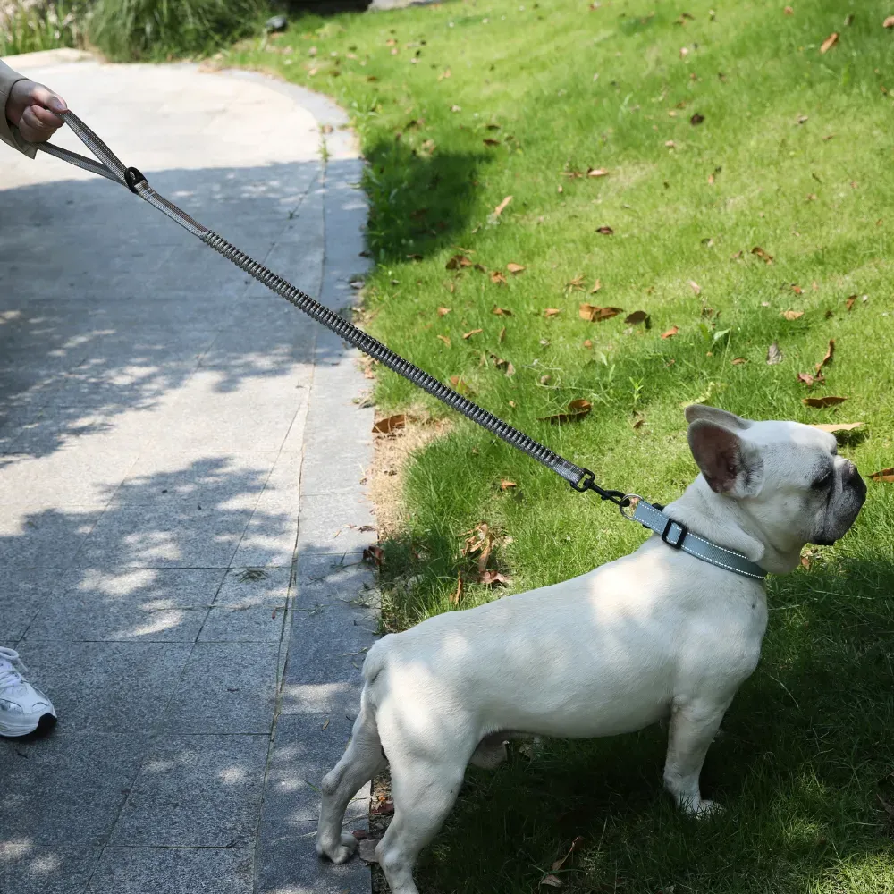 New dog leash Great New dog leash Great
