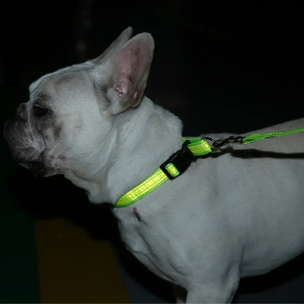 Bulk Dog Leash Collar Set New
