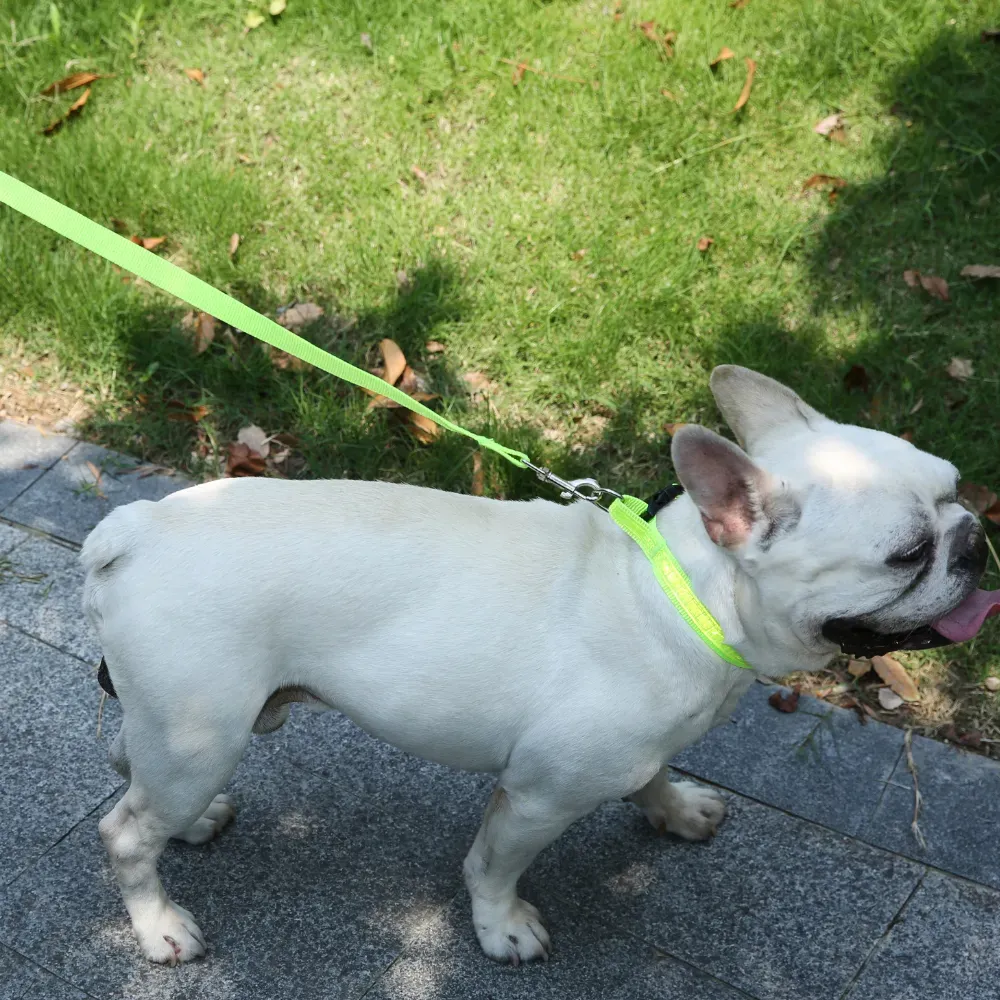 Pet Dog Leash Collar Set Dog