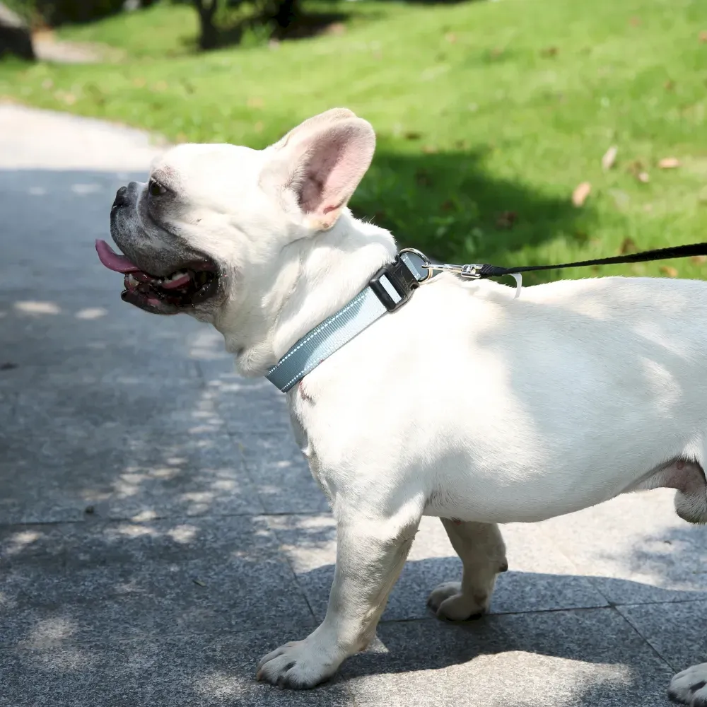 Wholesale Dog Collars EcoFriendly GRS Material Adjustable Grey Dog Collar