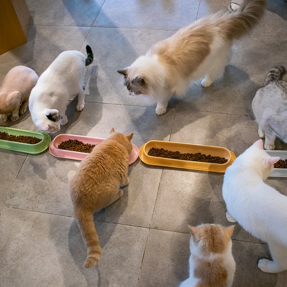 PP cat dish Durable Long Cat Feeding Bowl Safe PP Material Feeder