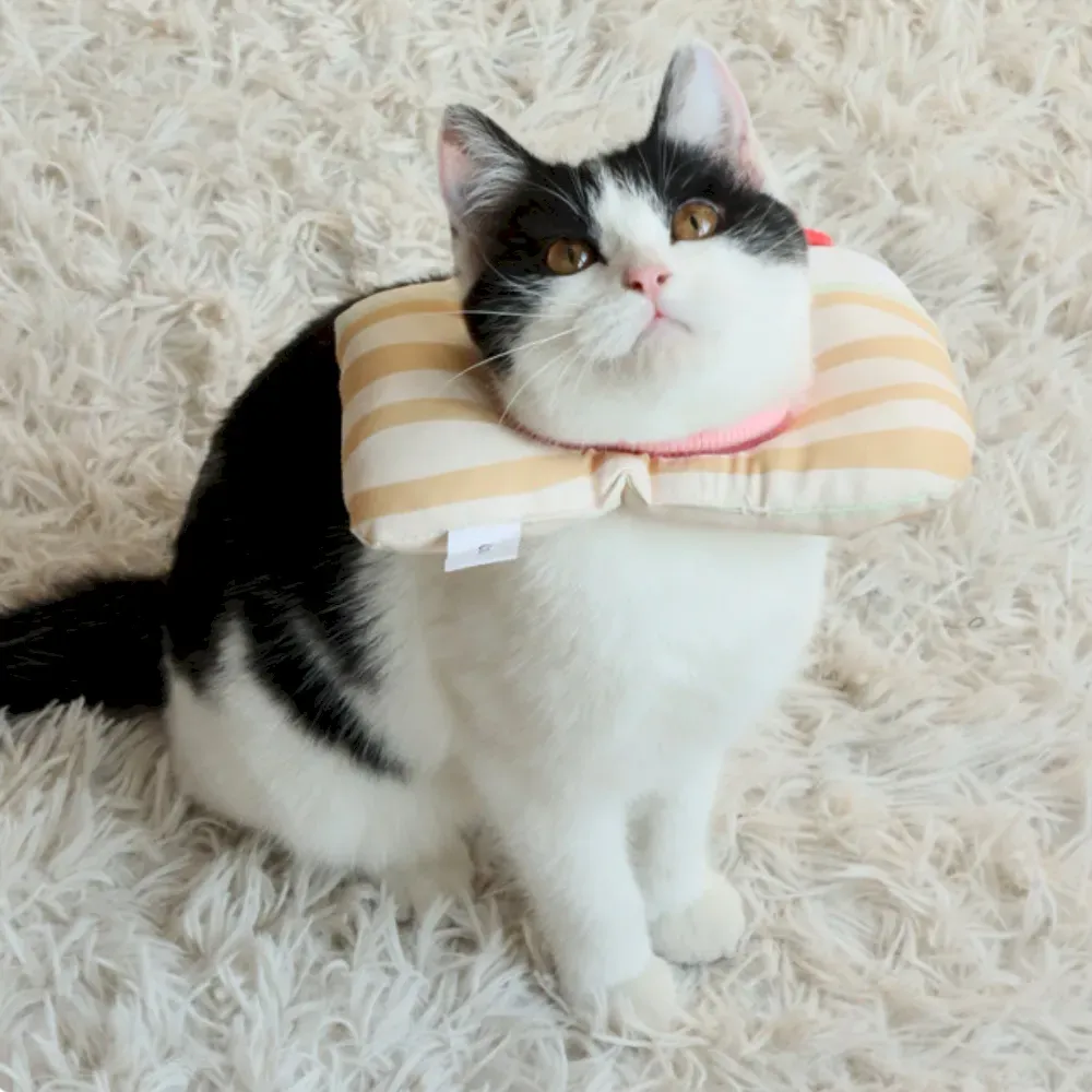 Tiramisu Soft Adjustable Pet Recovery Collar for Cats