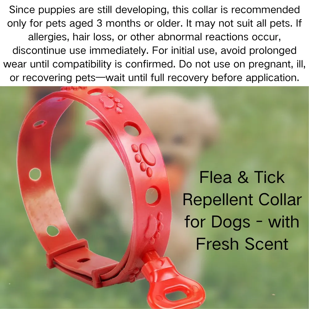 Collar with Fresh Scent_4