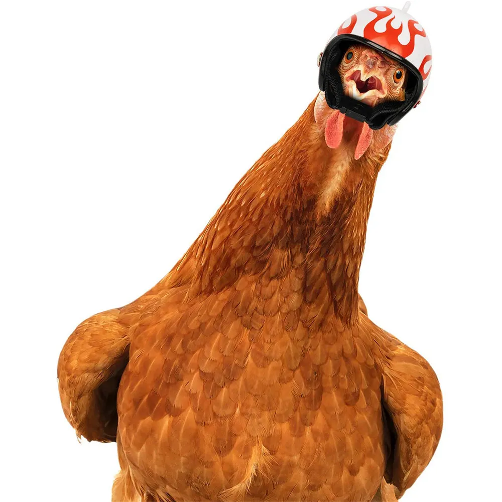 Hens Helmet Chicken Pet Safety Helmet Funny Bird Hens Hat Headwear Small Pet 