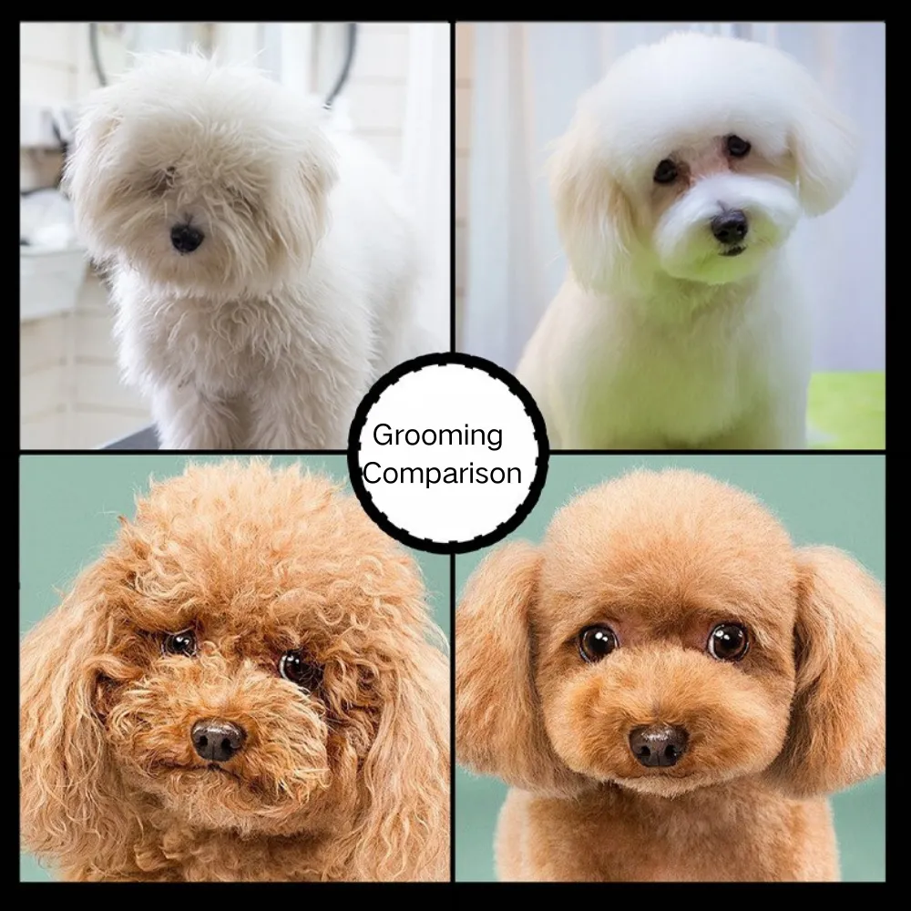 7.7 Inch and 6.5 Inch Stainless Steel Pet Grooming Scissors