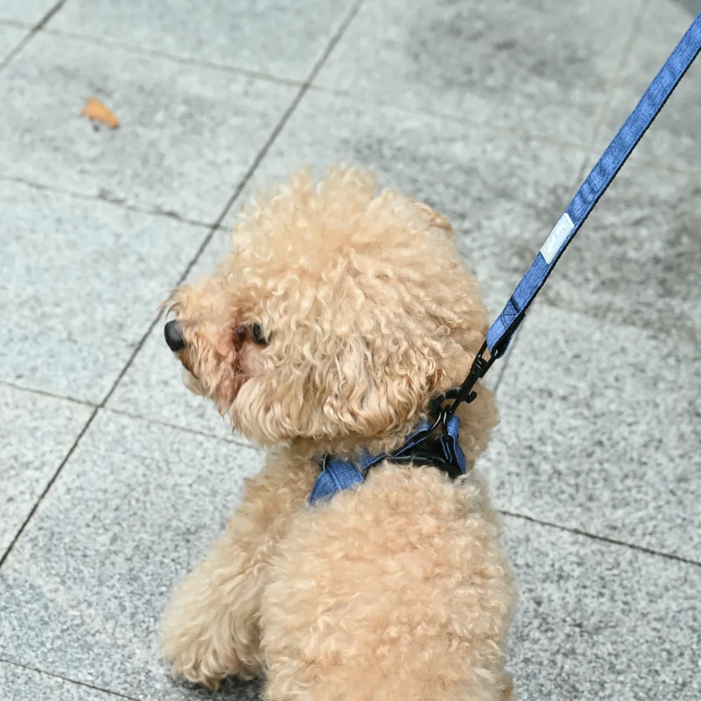 Eco Pet Dog Collar_9