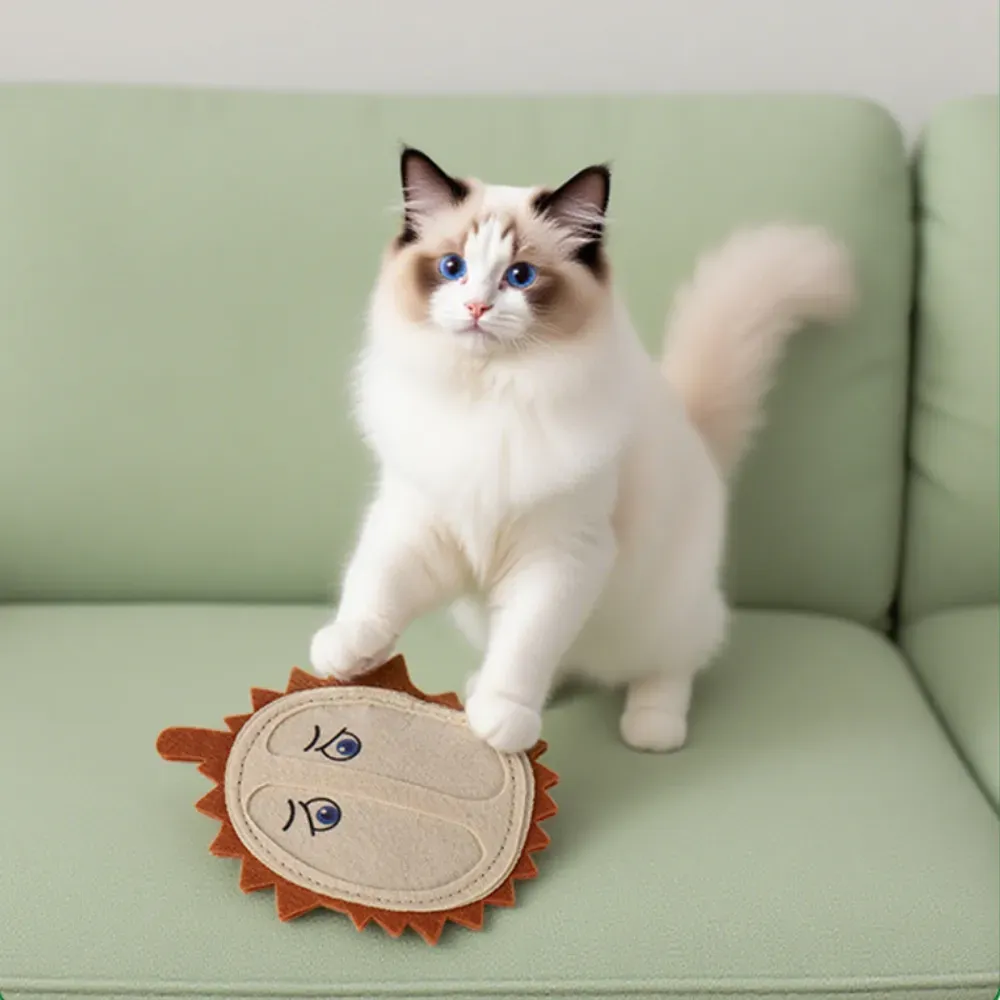 indoor cat activity