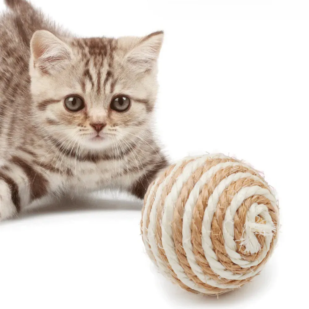 cat activity toy