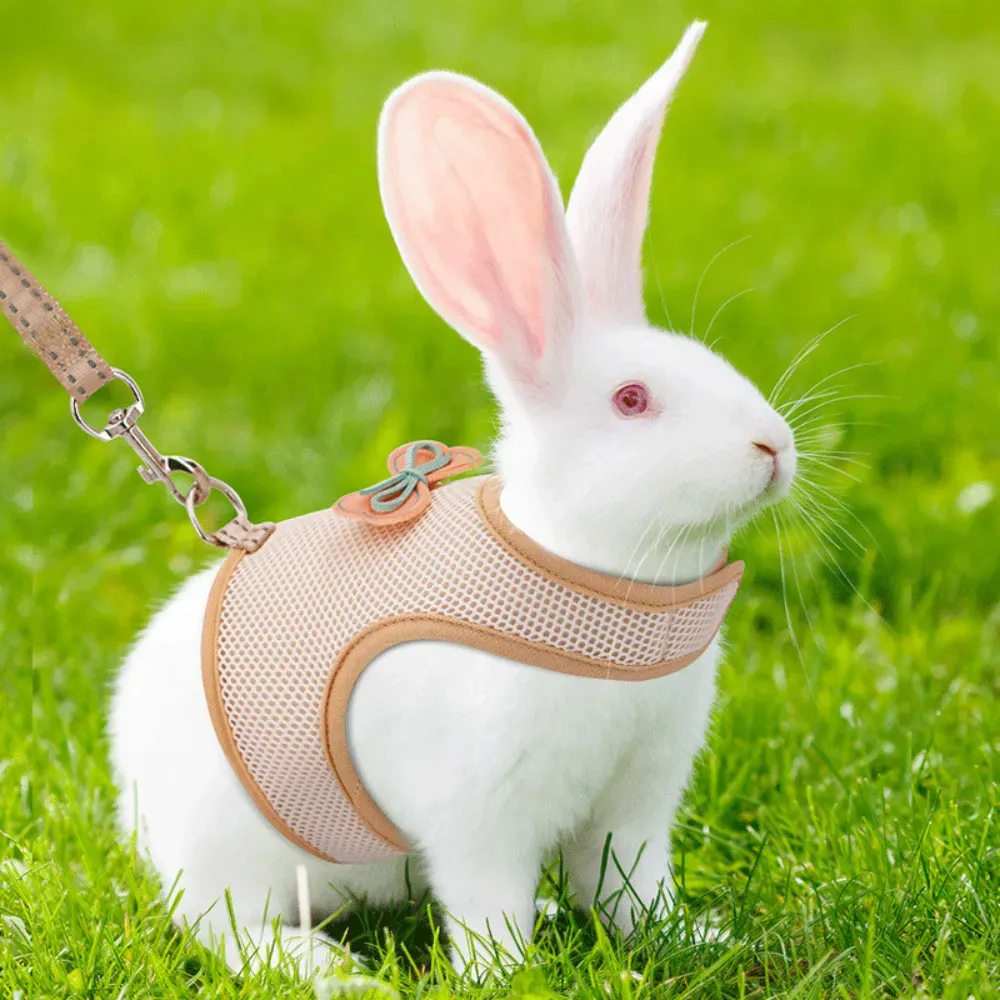 guinea pig harness