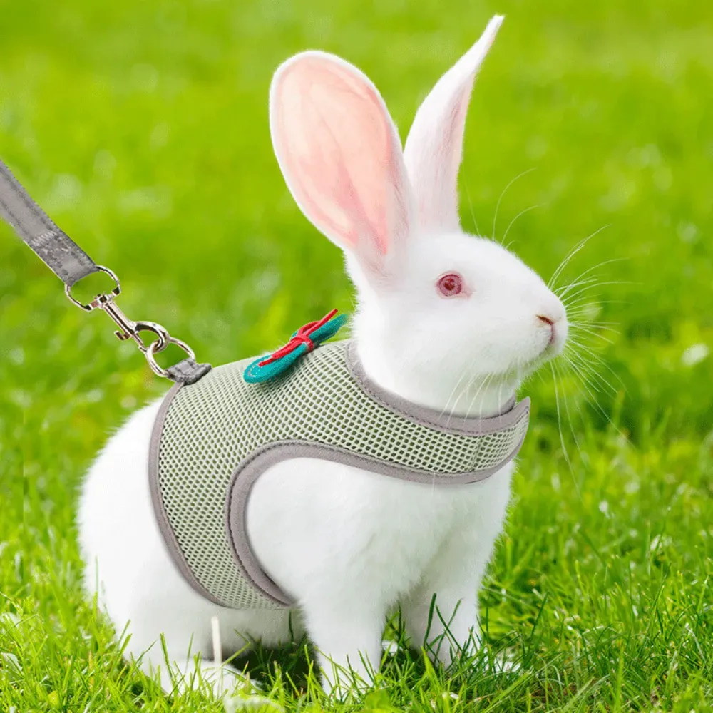 rabbit harness leash set