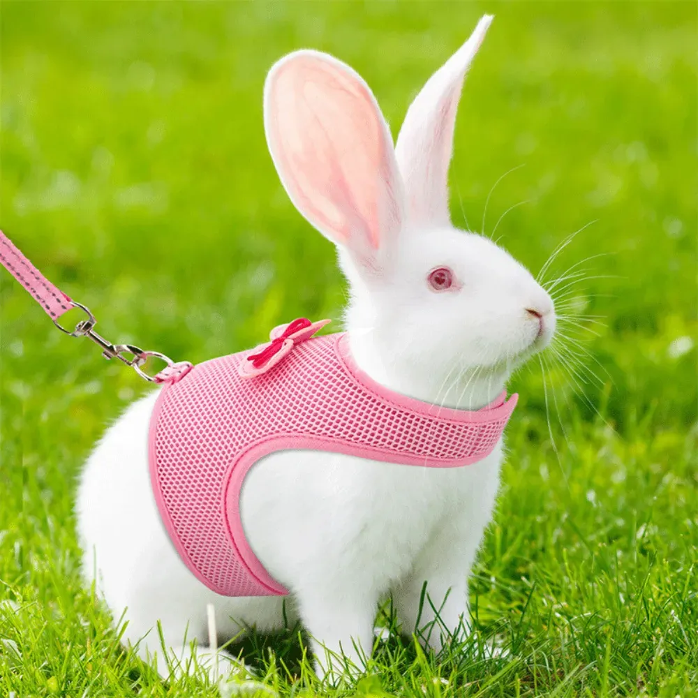ferret harness