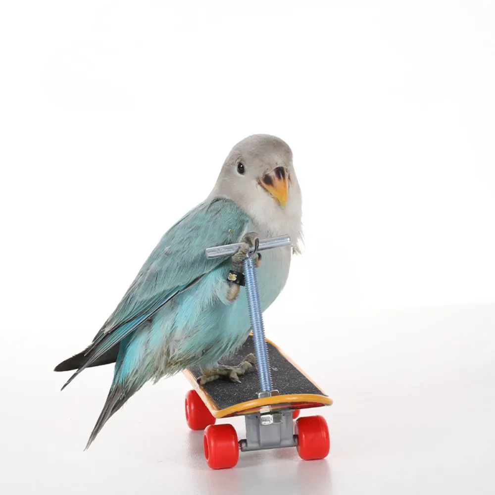 parrot balance toy