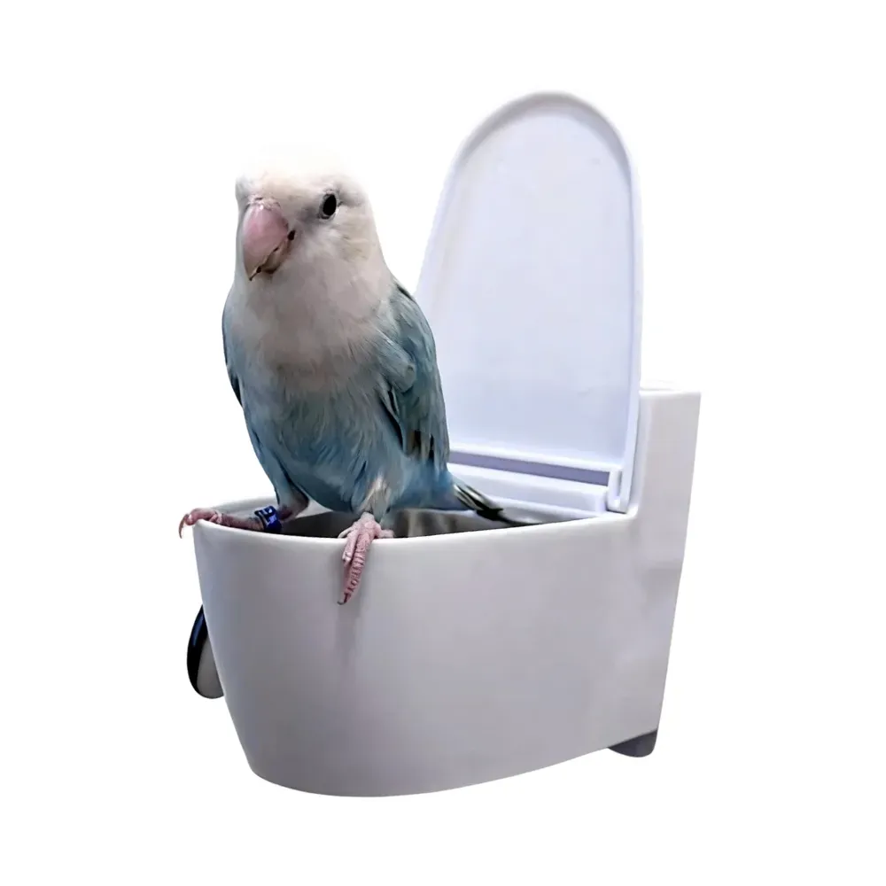 parrot toilet parrot toilet