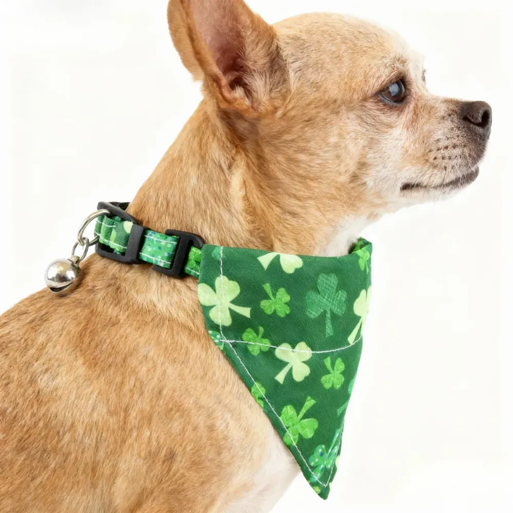 cat collar with bell