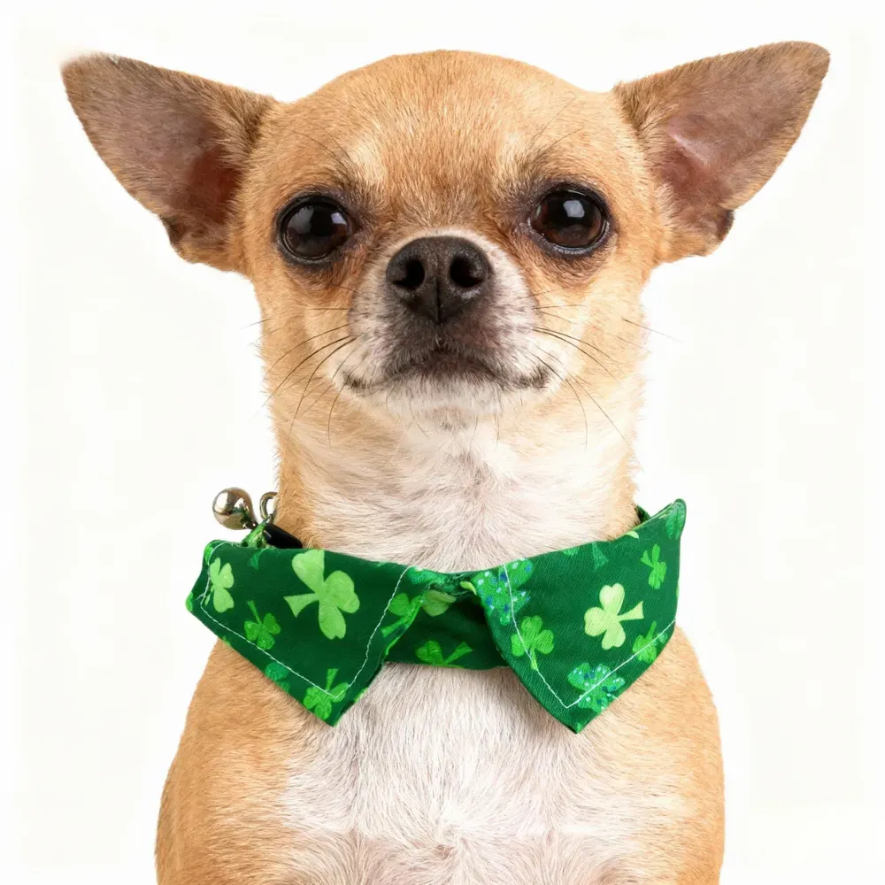 st patrick cat outfit